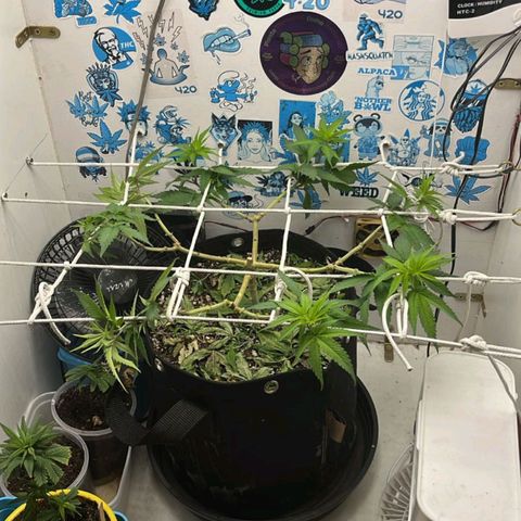 Purple Kush growlog photo: Últimos ajustes nos nós para crescer verticalmente para a floração