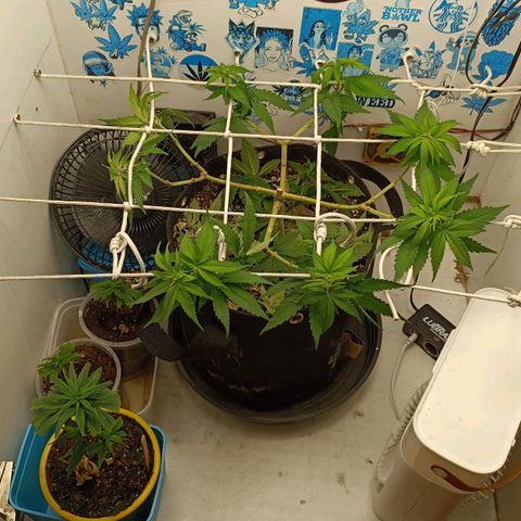 Purple Kush growlog photo: Scrog definitivo no grow para a floração