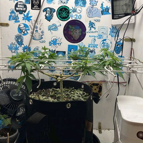 Purple Kush growlog timeline photo