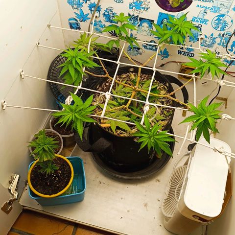 Purple Kush growlog timeline photo