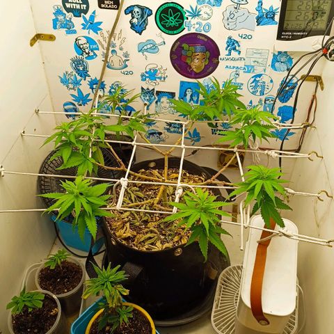 Purple Kush growlog timeline photo