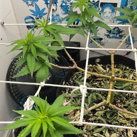 Purple Kush growlog timeline photo