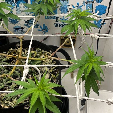 Purple Kush growlog timeline photo