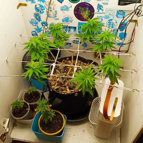Purple Kush growlog timeline photo