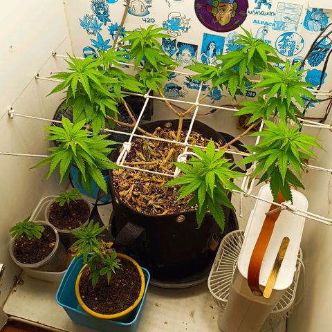 Purple Kush growlog timeline photo