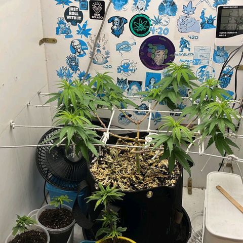 Purple Kush growlog timeline photo