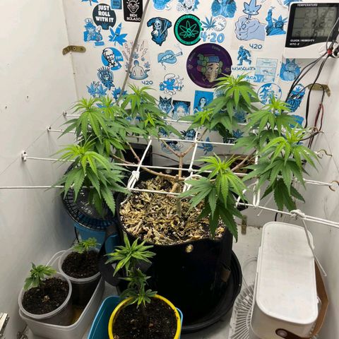 Purple Kush growlog timeline photo