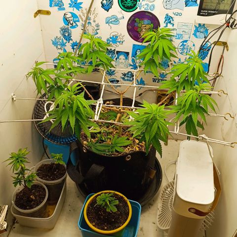 Purple Kush growlog timeline photo