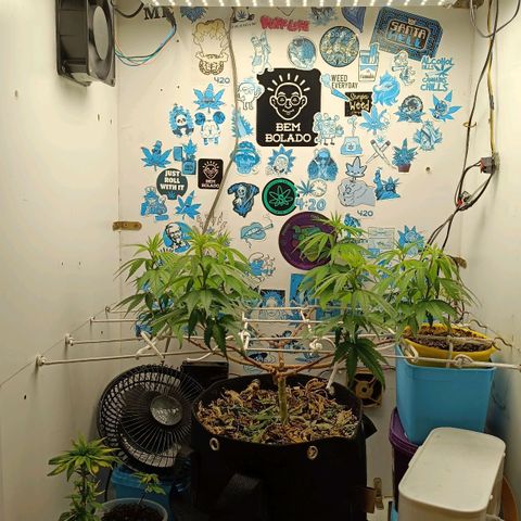 Purple Kush growlog timeline photo