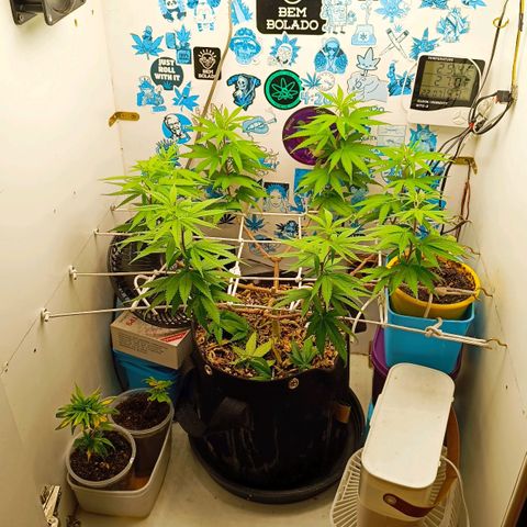 Purple Kush growlog timeline photo