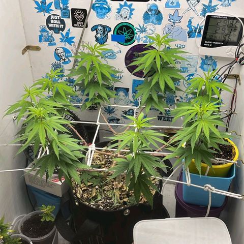 Purple Kush growlog timeline photo