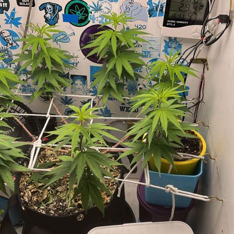 Purple Kush growlog timeline photo