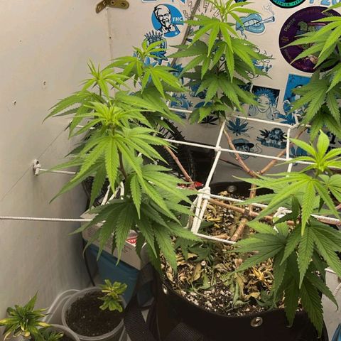 Purple Kush growlog timeline photo