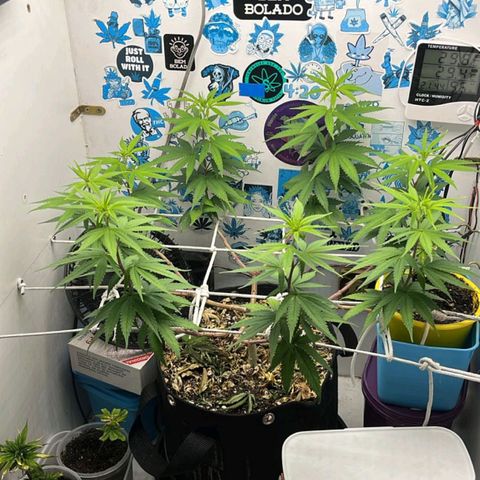 Purple Kush growlog timeline photo