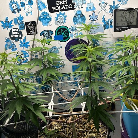 Purple Kush growlog timeline photo