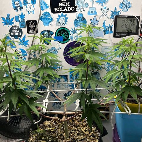 Purple Kush growlog timeline photo