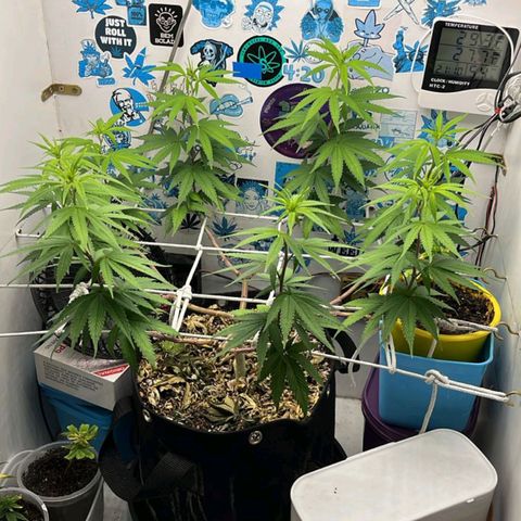 Purple Kush growlog timeline photo
