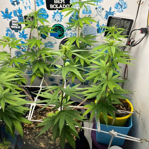 Purple Kush growlog timeline photo