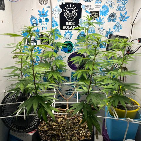 Purple Kush growlog timeline photo