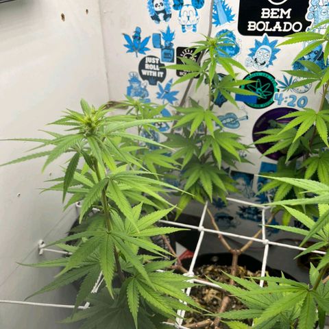 Purple Kush growlog timeline photo