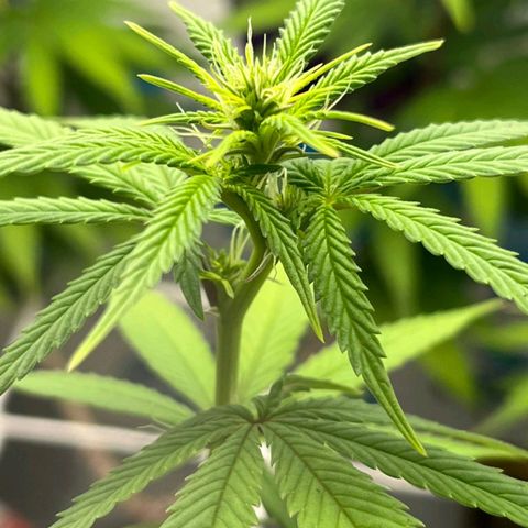Purple Kush growlog timeline photo
