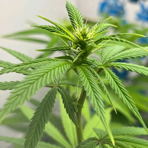 Purple Kush growlog timeline photo
