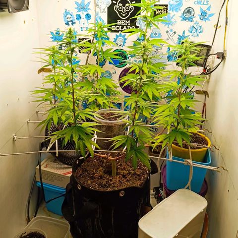 Purple Kush growlog timeline photo