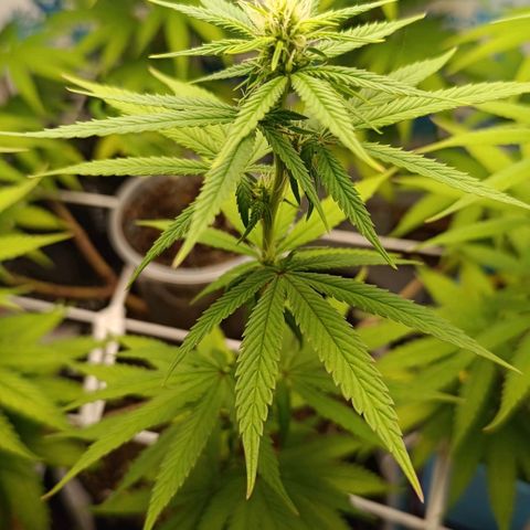 Purple Kush growlog timeline photo