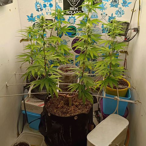 Purple Kush growlog timeline photo