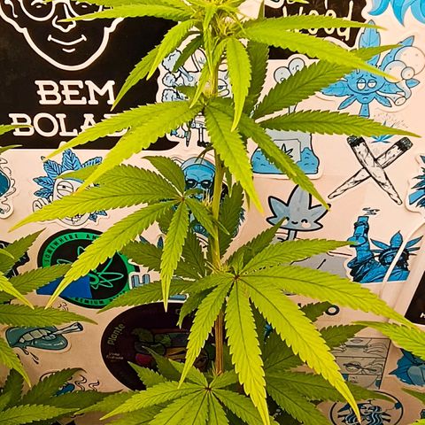 Purple Kush growlog timeline photo