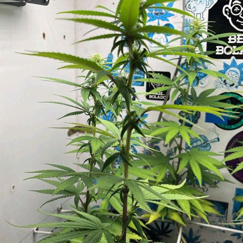 Purple Kush growlog timeline photo
