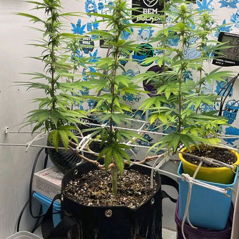 Purple Kush growlog timeline photo