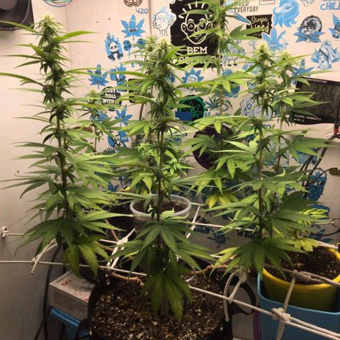 Purple Kush growlog timeline photo