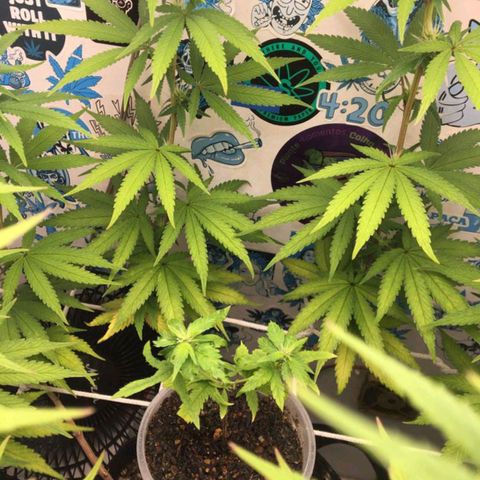 Purple Kush growlog timeline photo