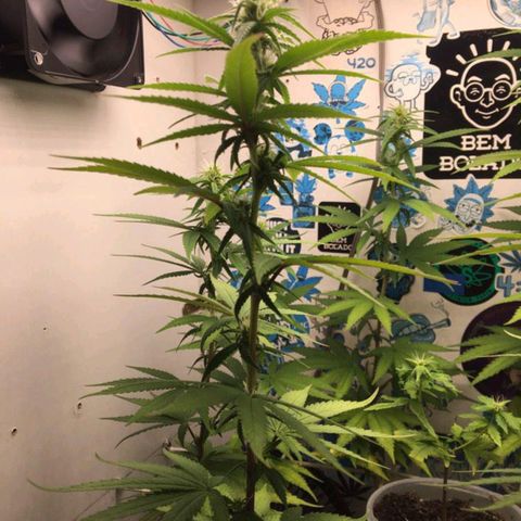 Purple Kush growlog timeline photo