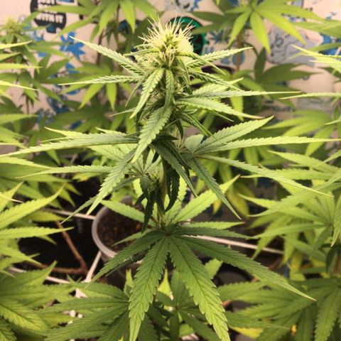 Purple Kush growlog timeline photo