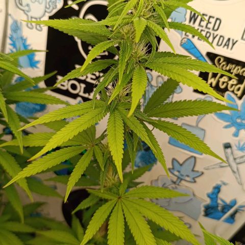 Purple Kush growlog timeline photo