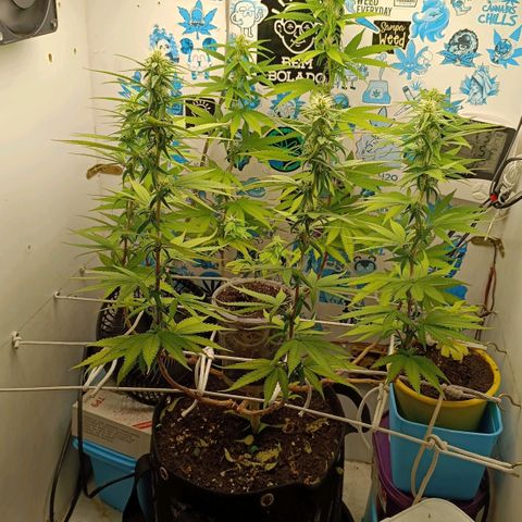 Purple Kush growlog timeline photo