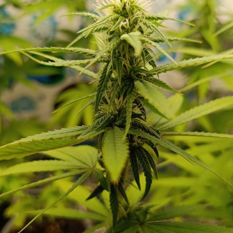 Purple Kush growlog timeline photo