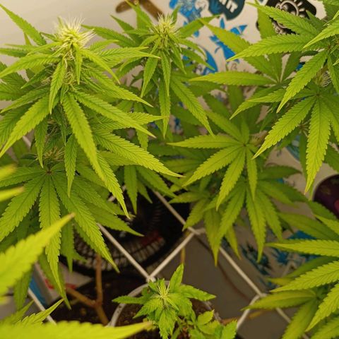Purple Kush growlog timeline photo