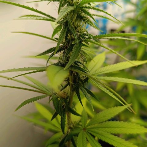 Purple Kush growlog timeline photo
