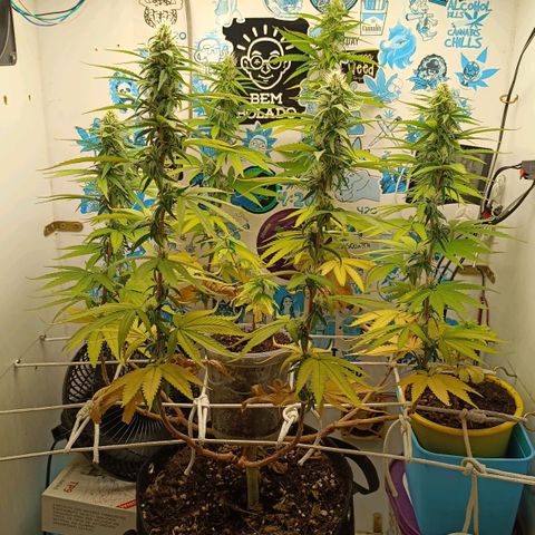 Purple Kush growlog timeline photo