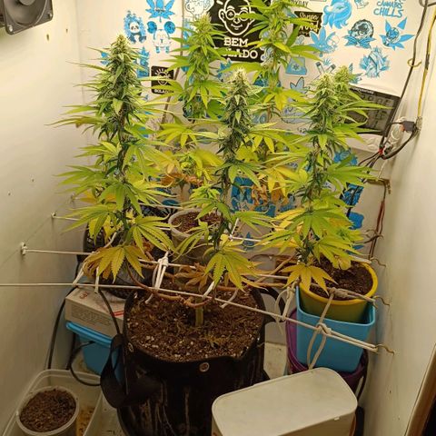 Purple Kush growlog timeline photo