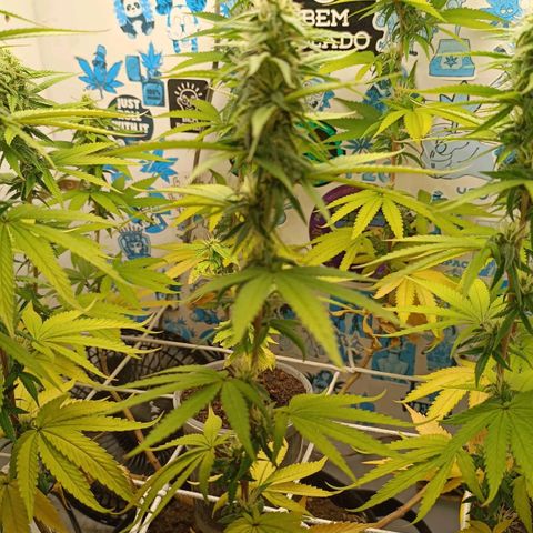 Purple Kush growlog timeline photo