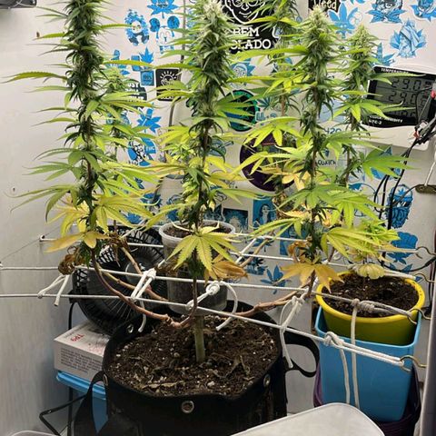 Purple Kush growlog timeline photo