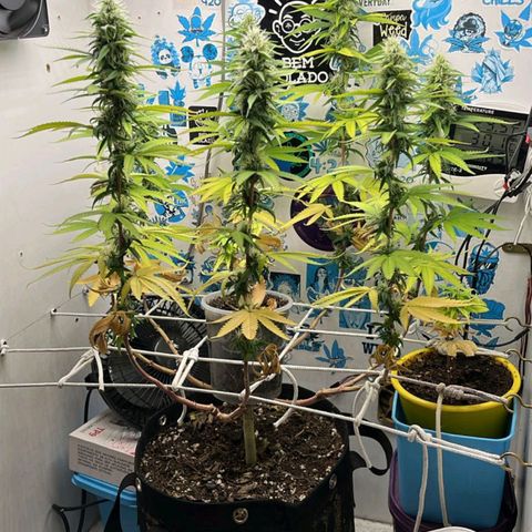 Purple Kush growlog timeline photo