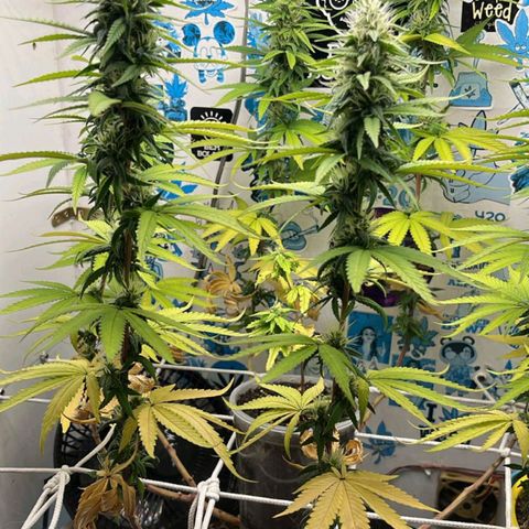 Purple Kush growlog timeline photo