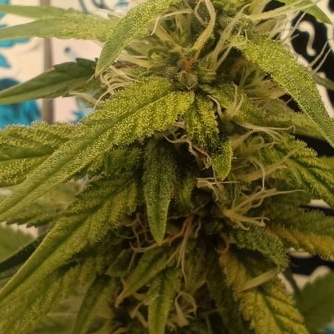 Purple Kush growlog timeline photo