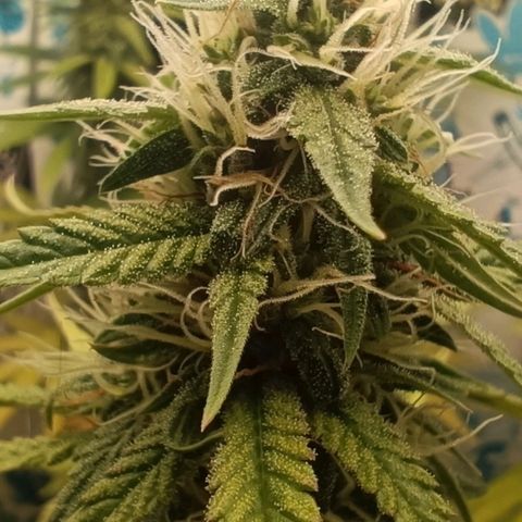 Purple Kush growlog timeline photo