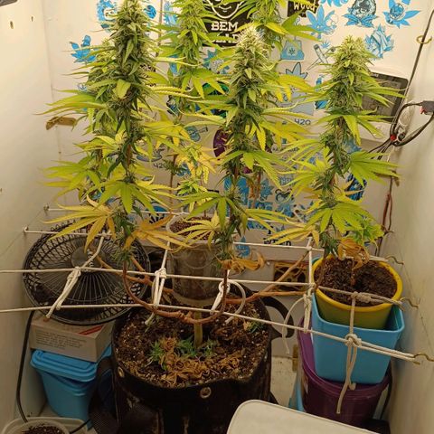 Purple Kush growlog timeline photo